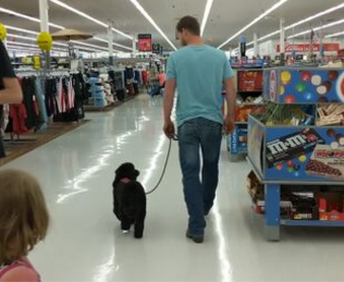 Service Dog In Training