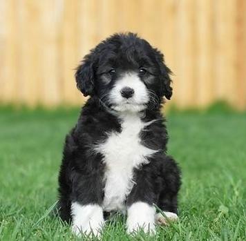 Bordoodle Puppy