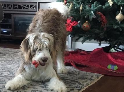 Bordoodle Dog