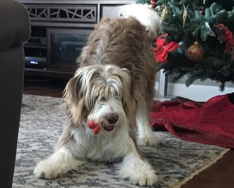 Adult Borderdoodle Dog