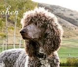 Red Parti Poodle
