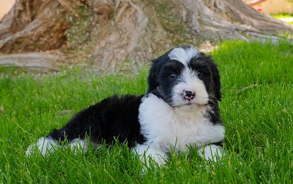 Bordoodle Puppy
