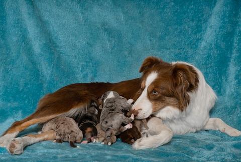 Ruby with Bordoodle Litter