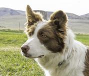 Georgia - Border Collie