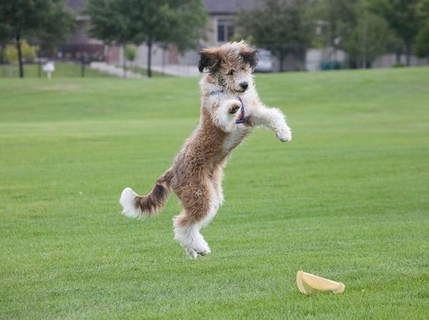 Borderdoodle Jumping