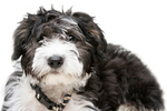 Borderdoodle Puppy Header Pic 2